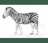 ZEBRA
